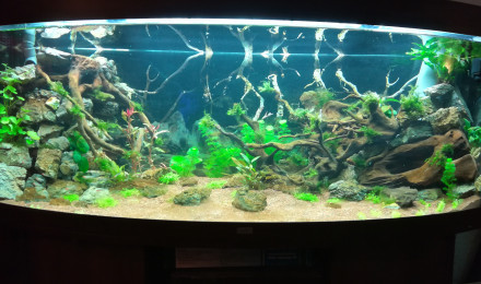 aquarium En attente de scap