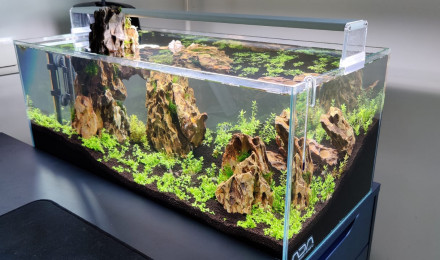 aquarium ADA Cube Garden 60F