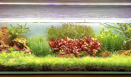 aquarium 17 long