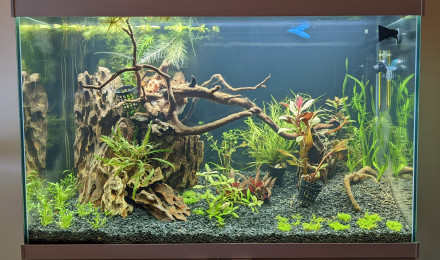 aquarium Ciano 80