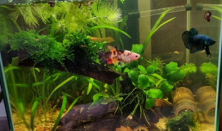 aquarium Little Last One