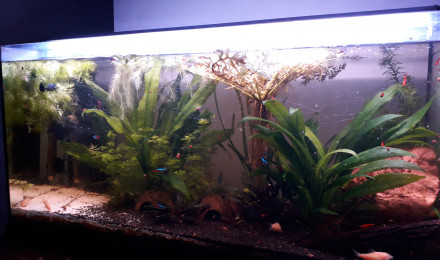 aquarium Mon premier