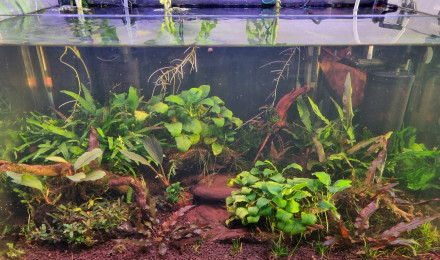 aquarium Bac 80L Galaxy Néo et Japonica