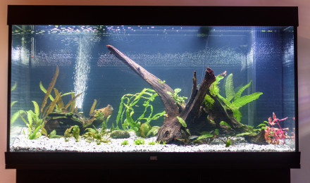 aquarium Amazonien Amérique du sud
