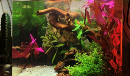 aquarium Nano O.1