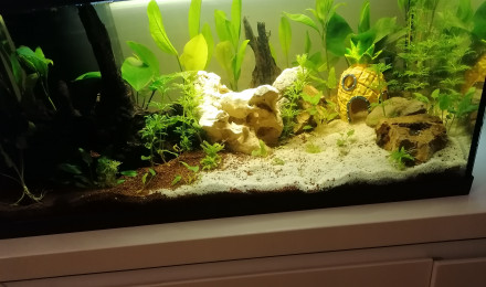 aquarium First