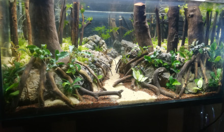 aquarium Bleu forest