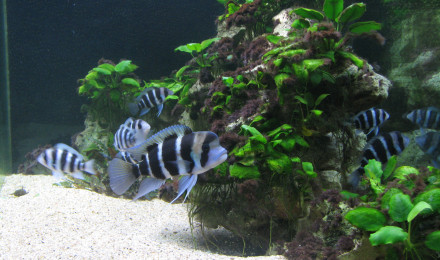 aquarium Tanganyika