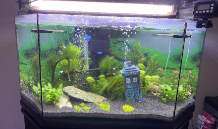aquarium Mon aquarium