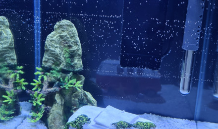 aquarium Jalaya