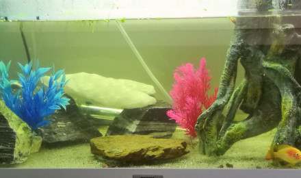 aquarium Clinique Privee