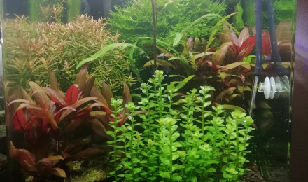 aquarium Nano Co2