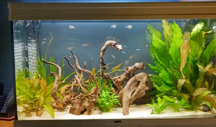 aquarium 200 L amzonnien