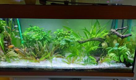 aquarium 180 l tendance asiatique