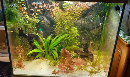 aquarium 120 L tetraodon travacoricus et killi australe doré