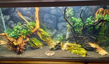 aquarium 80 L special red et black crystal