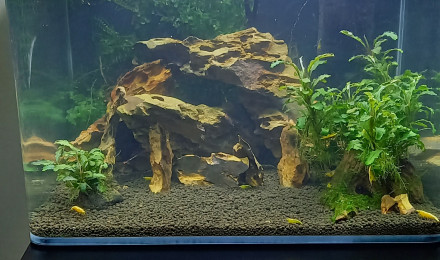 aquarium Nano tank 35 L spé neocaridina yellow neon