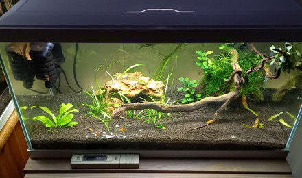 aquarium 60 L neocaridina orange