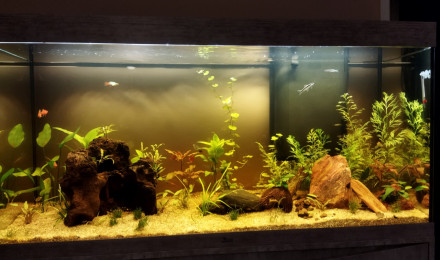 aquarium Aquarium