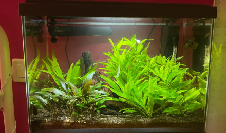 aquarium Bac 20 L - Betta et crevettes