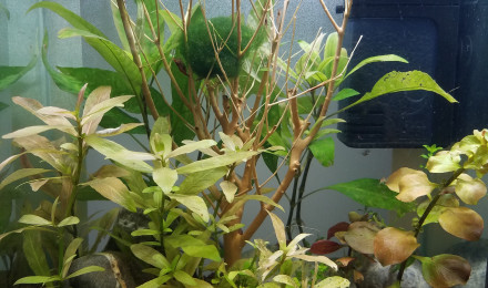 aquarium Nano crevettes