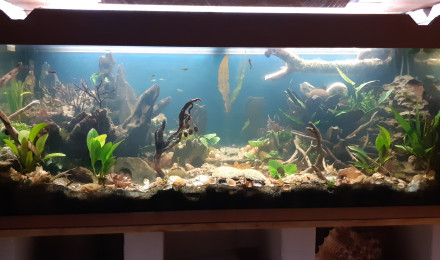 aquarium Mon 1er aquarium