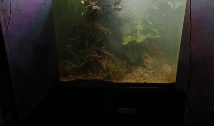 aquarium Osaka 155