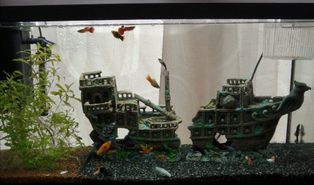 aquarium 105L