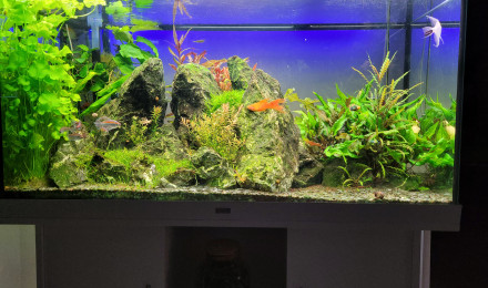 aquarium Montagne