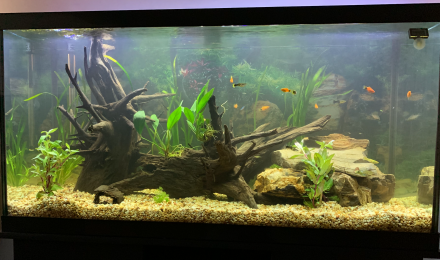 aquarium Familial 2020