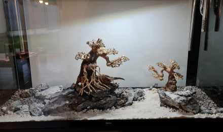aquarium retour en aquariophilie