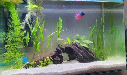 aquarium Mon petit poisson