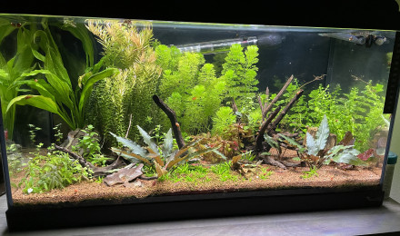 aquarium Bac asiatique