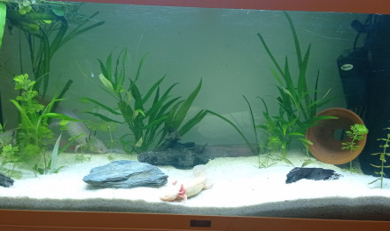 aquarium Axolotls sandra