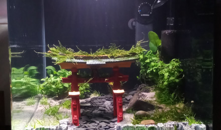 aquarium Nano