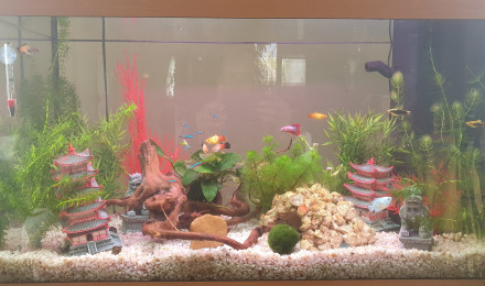 aquarium Family TJ