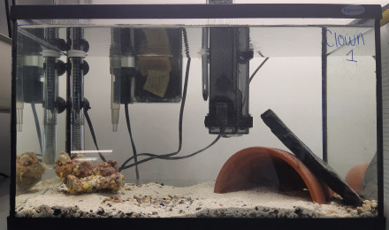 aquarium Clown