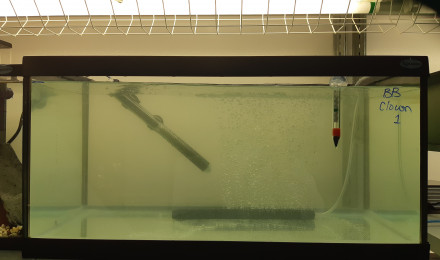 aquarium Bac alevins clown