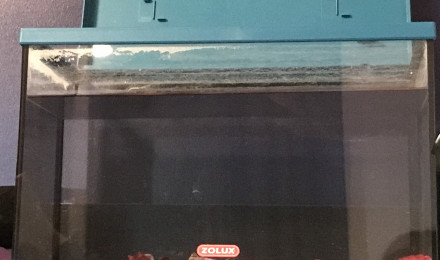 aquarium Aquarium naturel