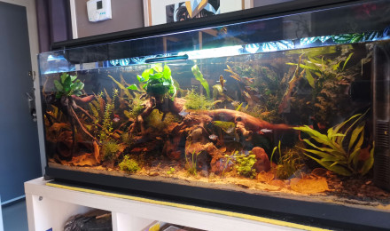 aquarium Tropical Amazonien