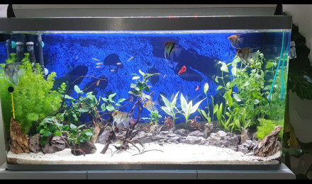 aquarium Ozaka360l