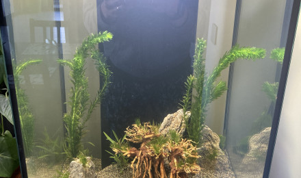 aquarium Aqua