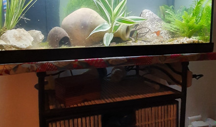 aquarium Mini