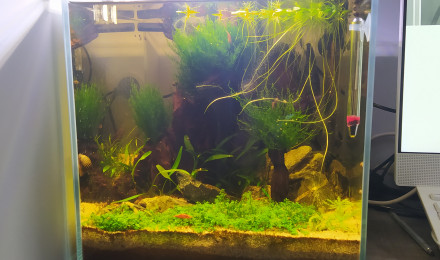 aquarium Shrimpy