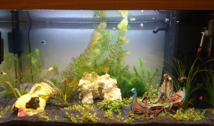 aquarium Juwel 125 RIO