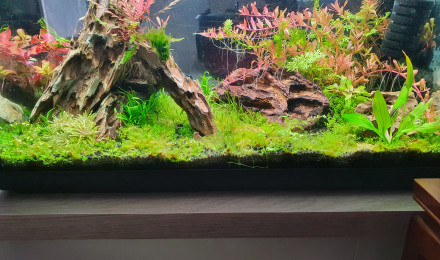aquarium Caridina