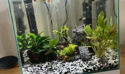 aquarium Petit
