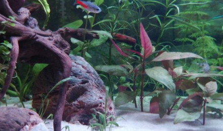 aquarium Aquatlantis 180 litres