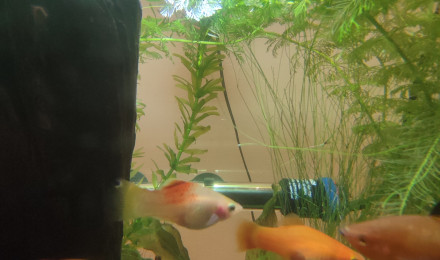 aquarium Biotope asiatique