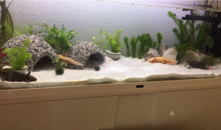 aquarium Aqua 1